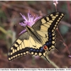 pap machaon imago17 kher